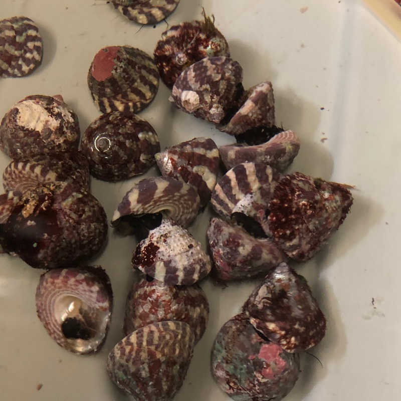 Red Banded Trochus Snail