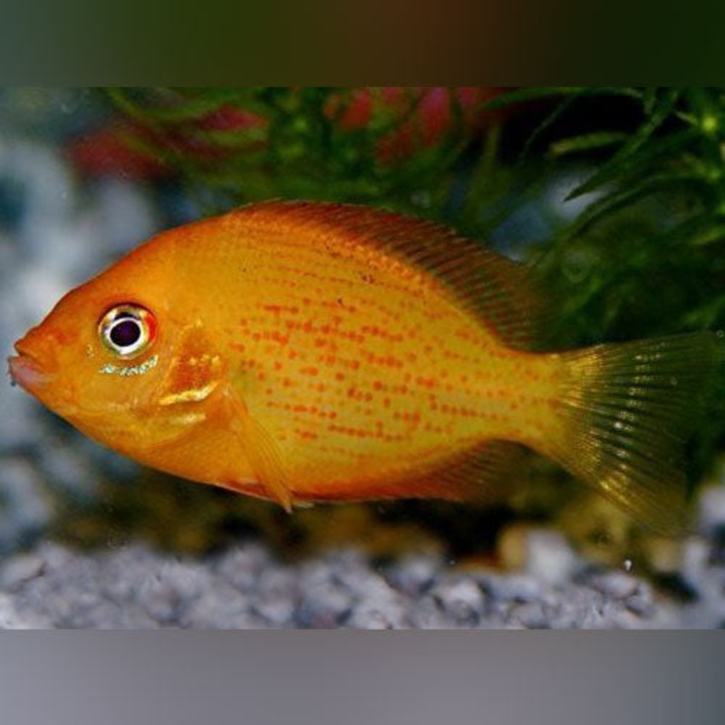 Red Chromide