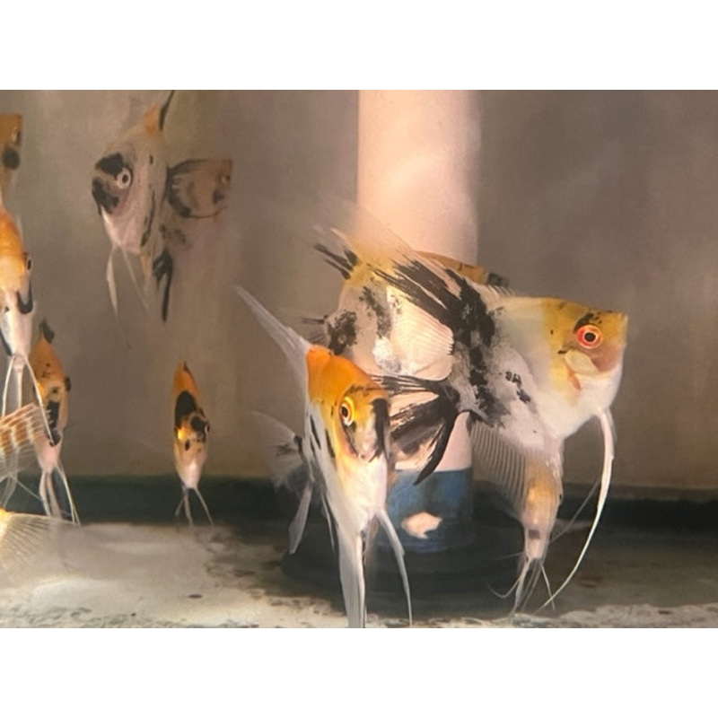 Red Devil Angelfish