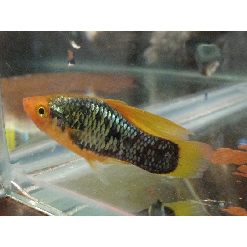 Red Tail Black Neon Variatus Platy