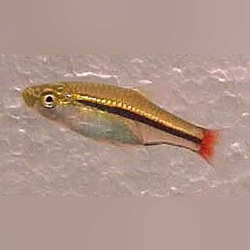 Red Tail Gold Line Rasbora