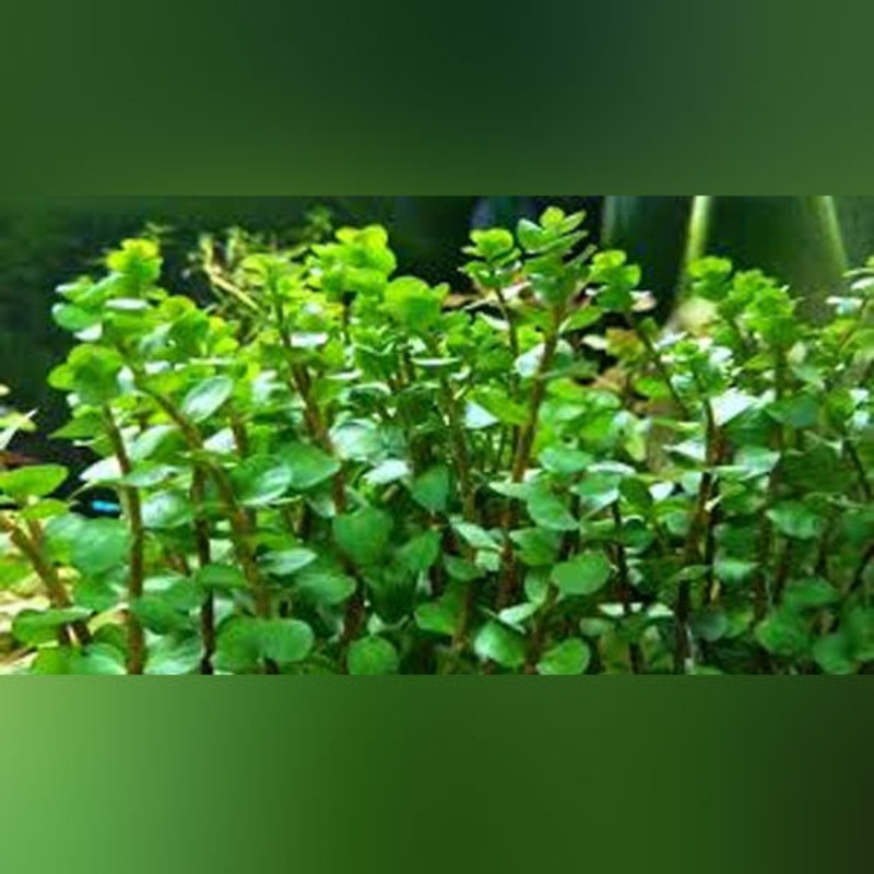 Rotala macranda