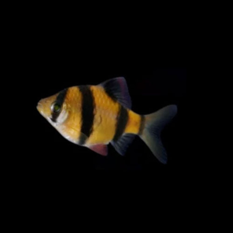 Sunburst Orange Glofish Barb