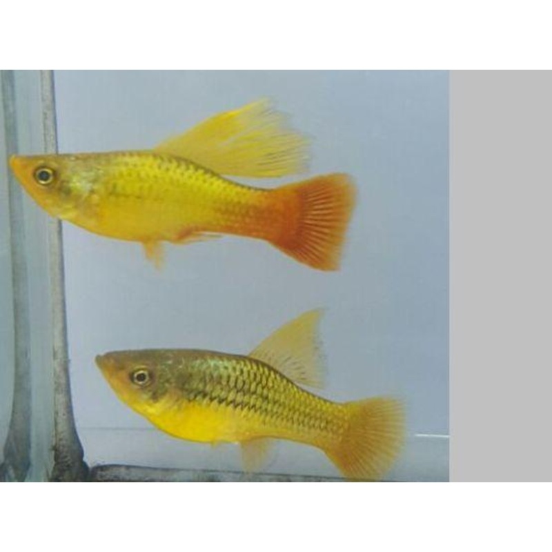 Sunset Variatus Platy