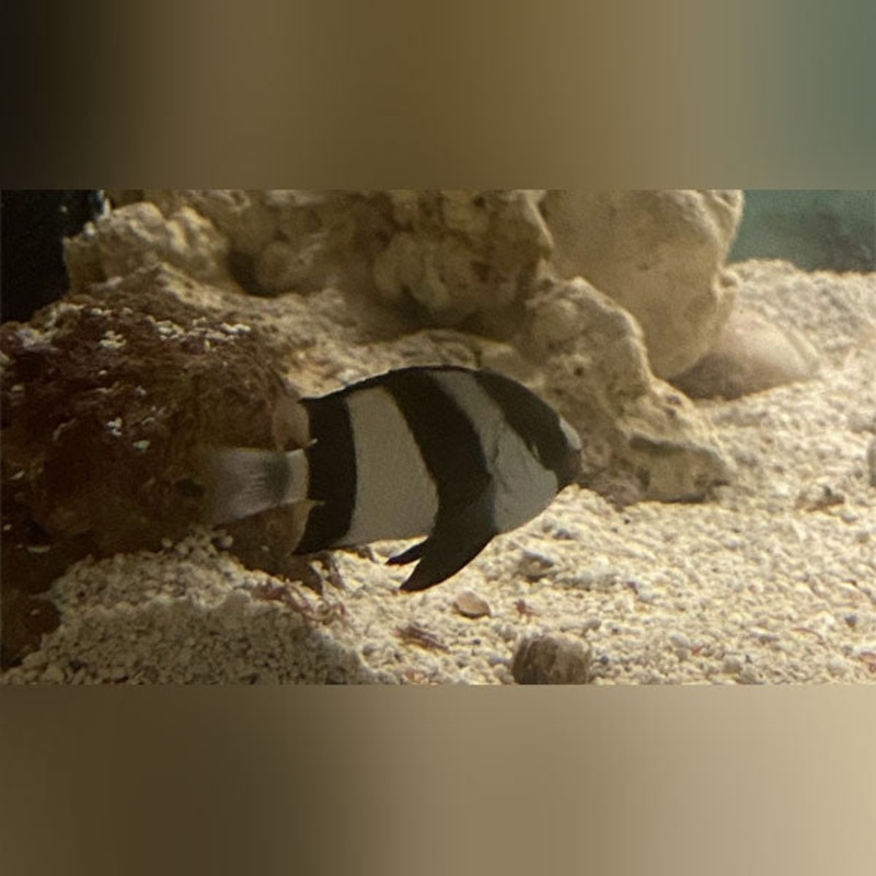Three Stripe Damselfish