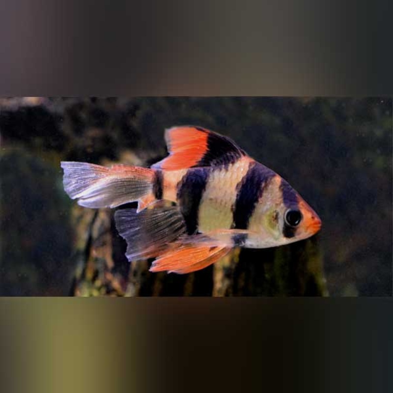 Tiger Barb Long Fin