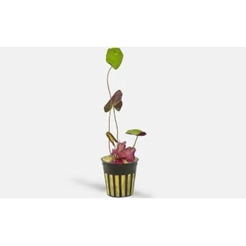 Tiger Lotus Plant