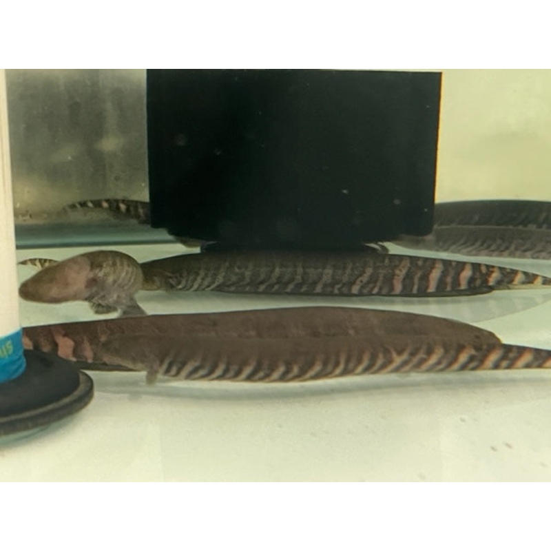 Tiger Macana Knifefish