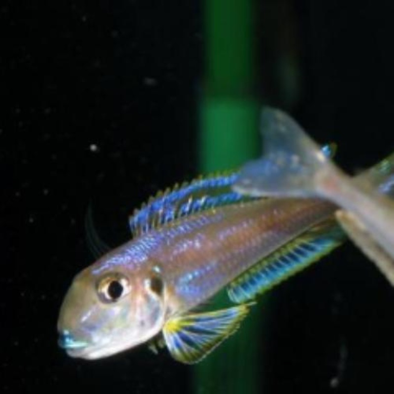 Xenotilapia Kilesa