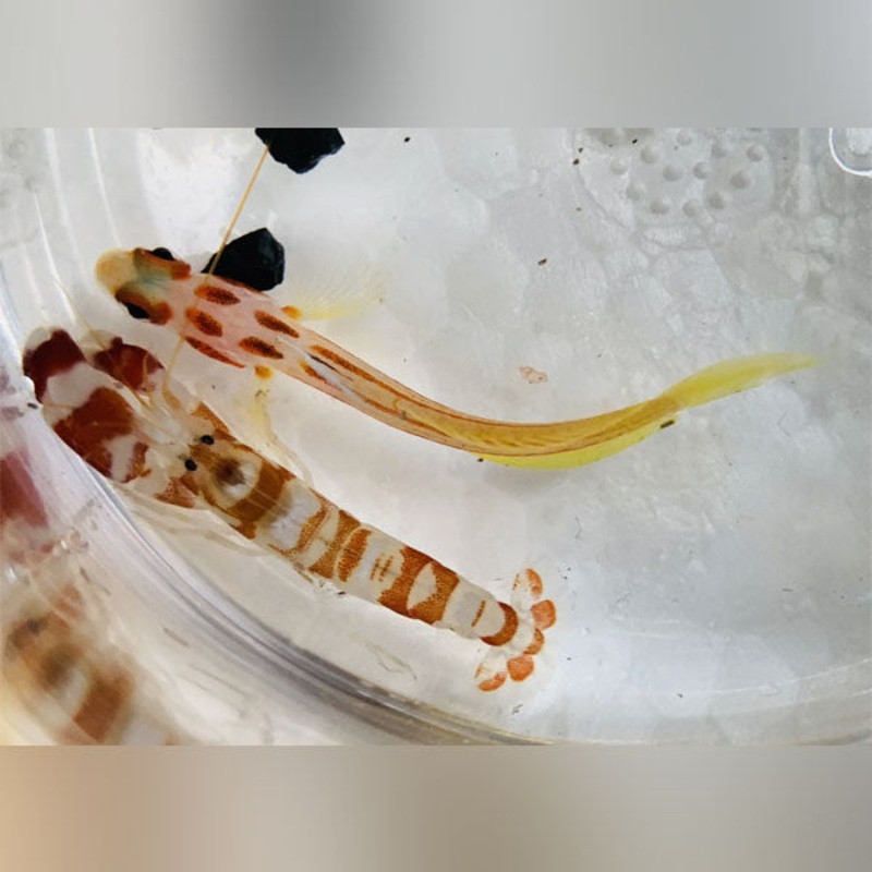 Yasha hase Goby and Red Pistol Shrimp (Pair)