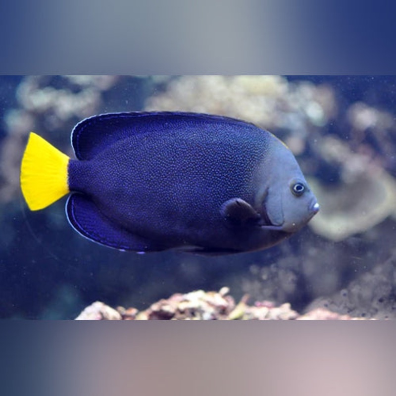 Yellowtail Poma Angelfish