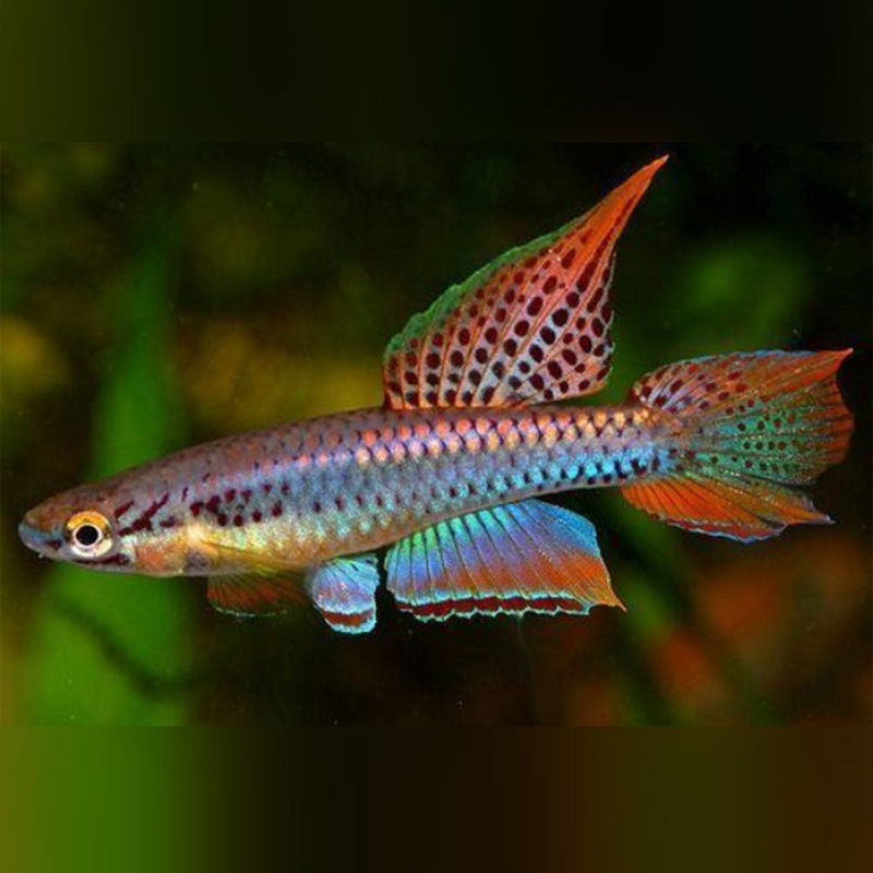 Aphysosemion bivittatum Killifish (Pair)