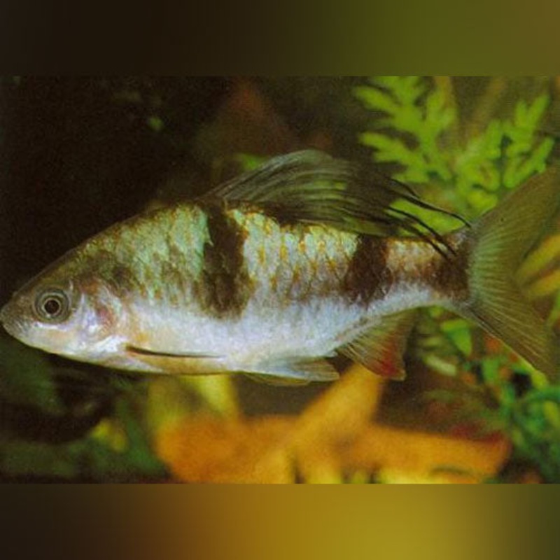 Arulius Barb