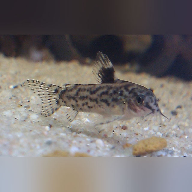 Aspidoras Pygmy Cory