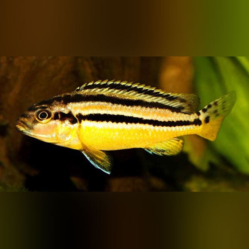Auratus Cichlid