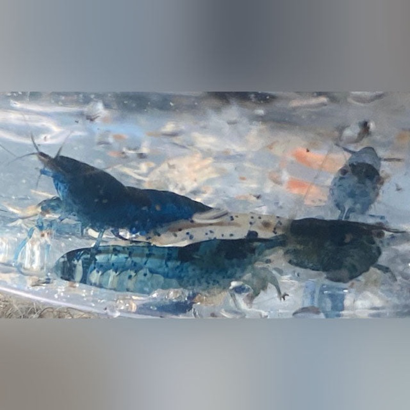 Blue Glaze Shrimp