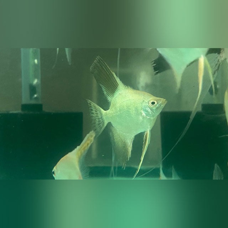 Bulgarian Seal Point Angelfish