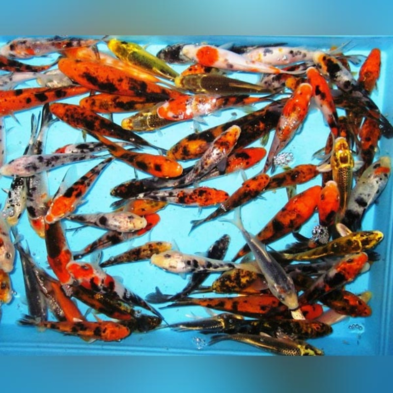 Butterfly Koi - 5-6"