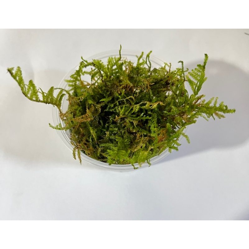 Christmas Moss