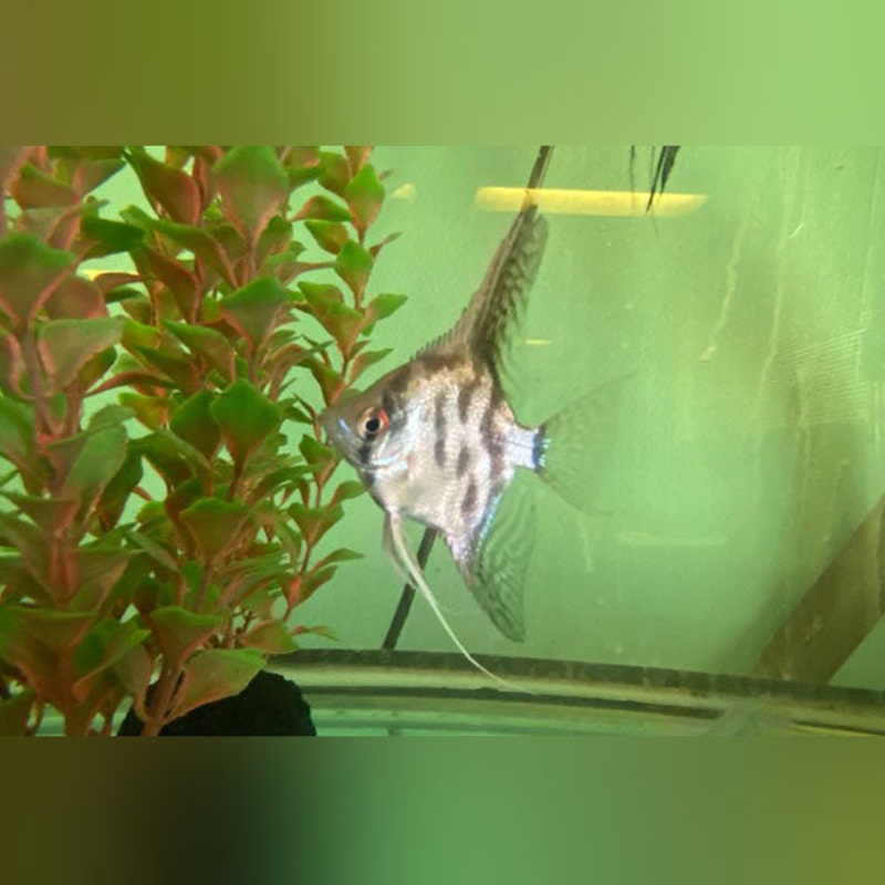 Clown Angelfish
