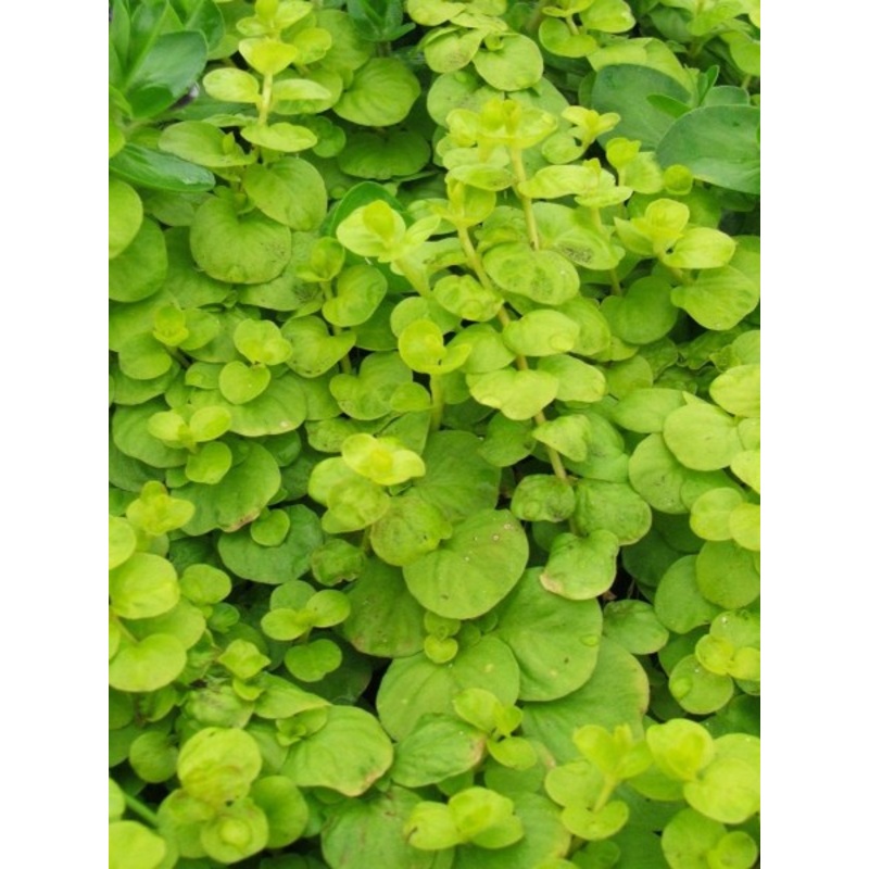Creeping Jenny
