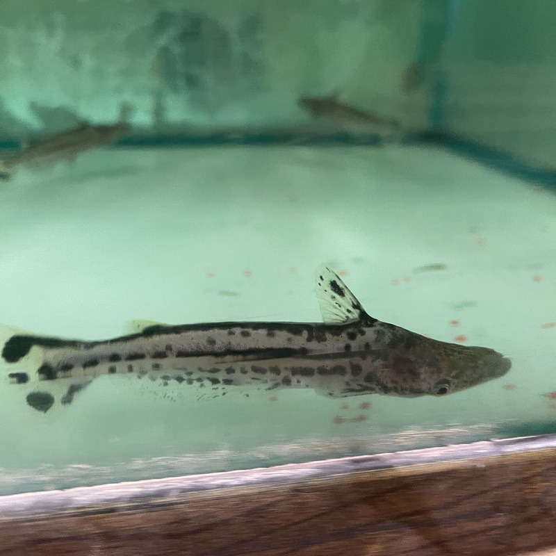 Dolphin Catfish