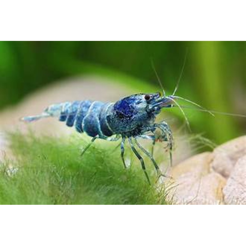 Extreme Blue Bolt Shrimp