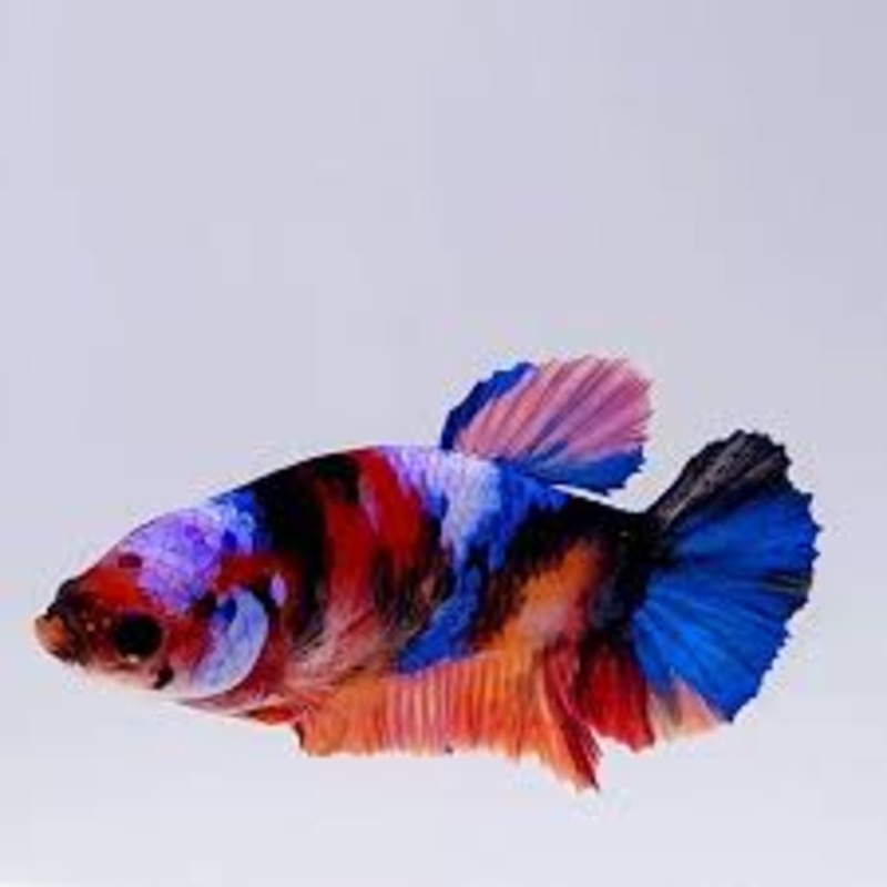 Female Koi Betta