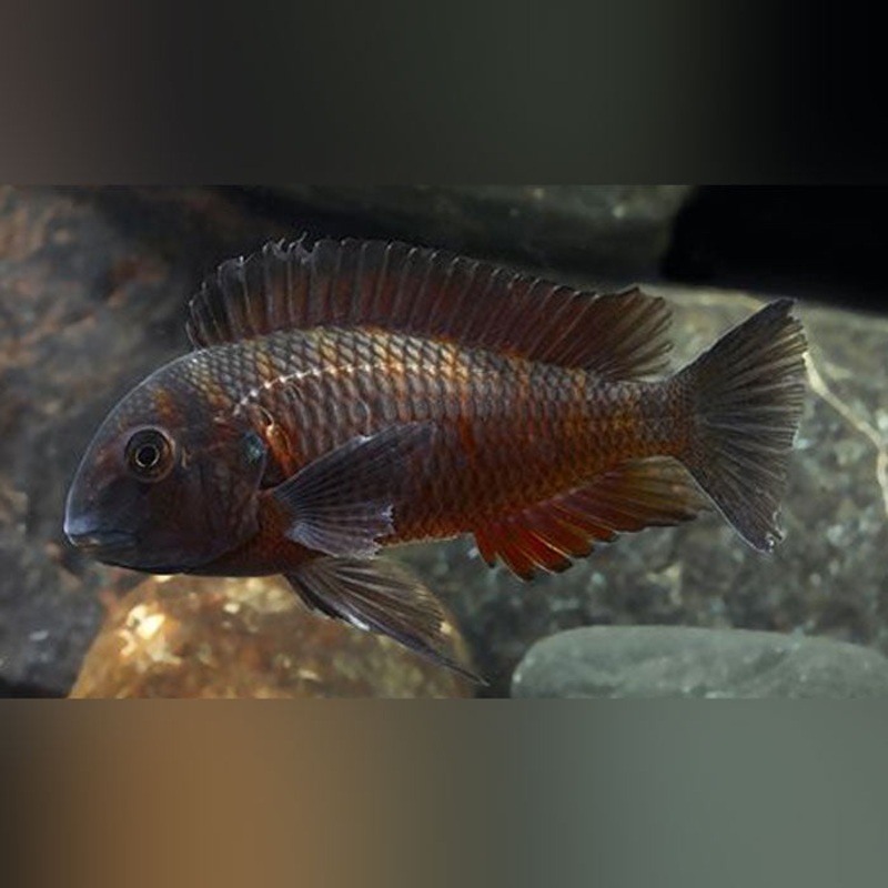 Firecracker Tropheus