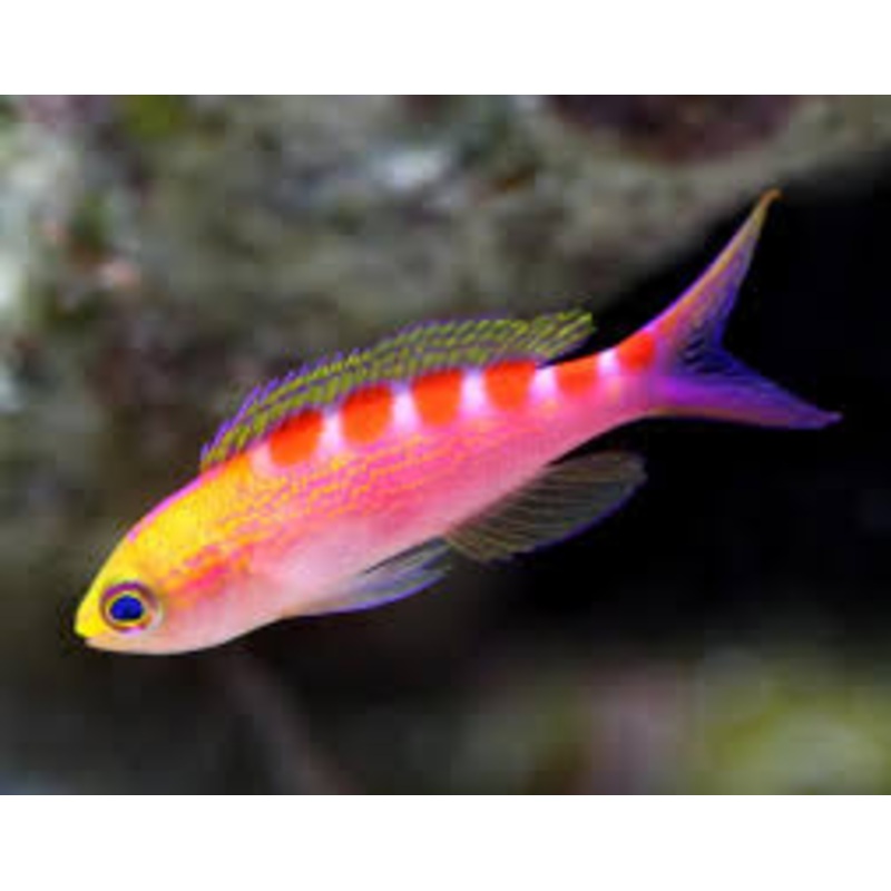 Flavoguttatus Anthias, (RARE)