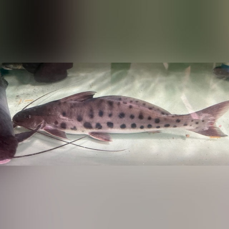 Giant Vulture Catfish