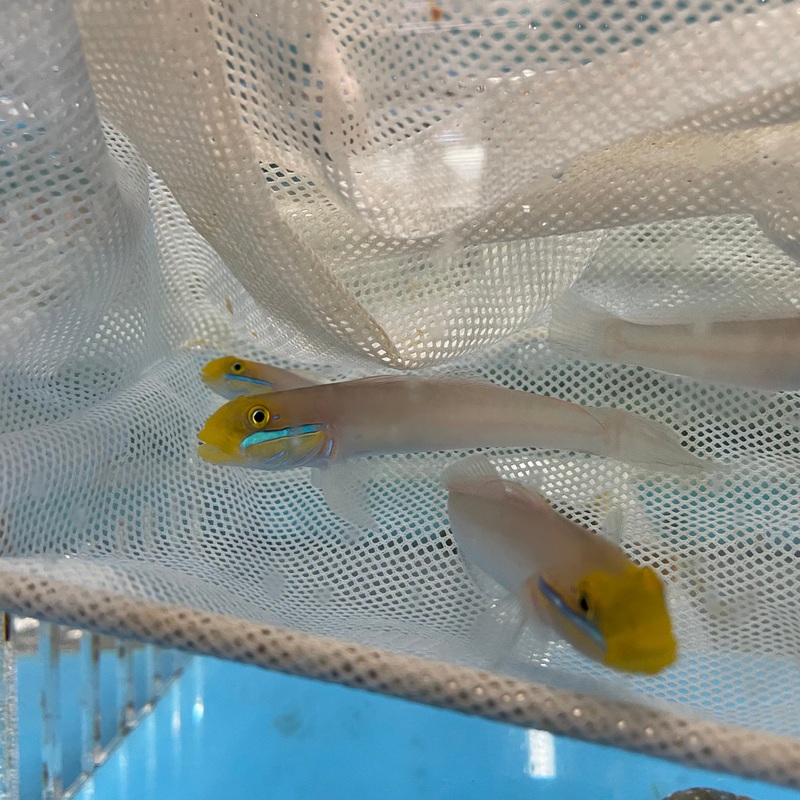 Gold Head Sleeper Goby