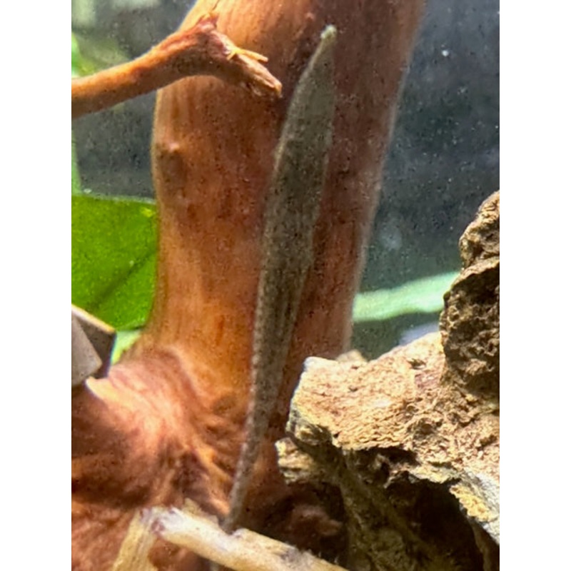 Green Dwarf Farlowella Catfish