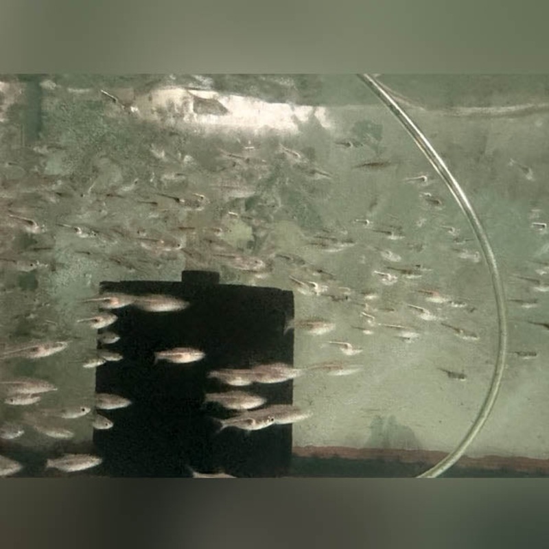 Hengeli Rasbora