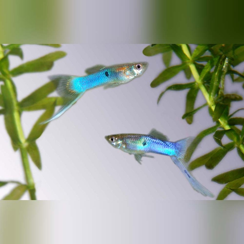 Japanese Blue Sword Guppy