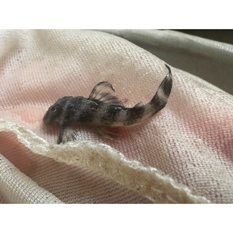 L-002 Tiger Pleco