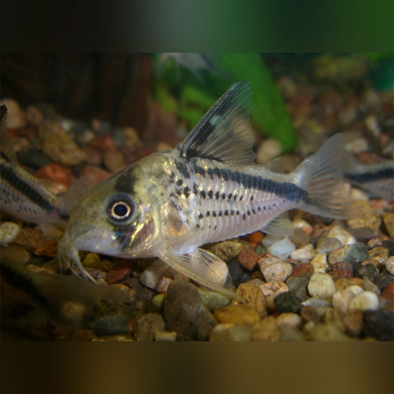 Loxozonus Cory