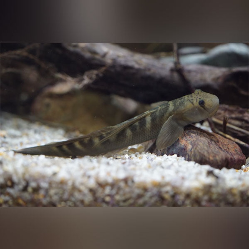 Monk Goby