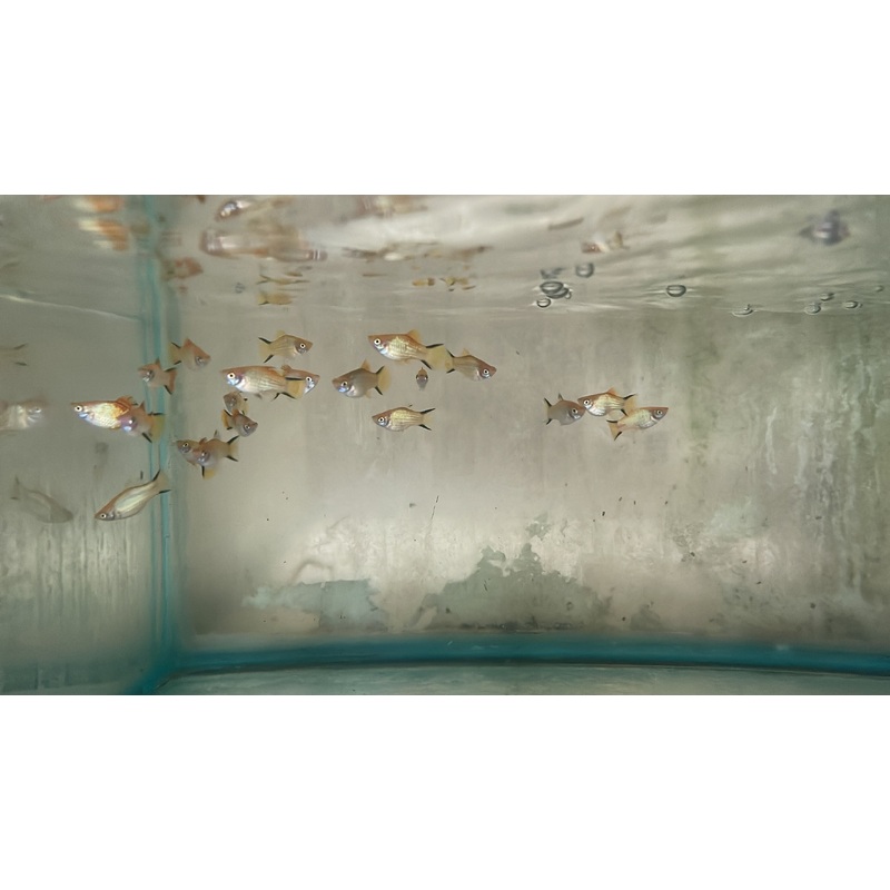 Neon Gold Twinbar Platy