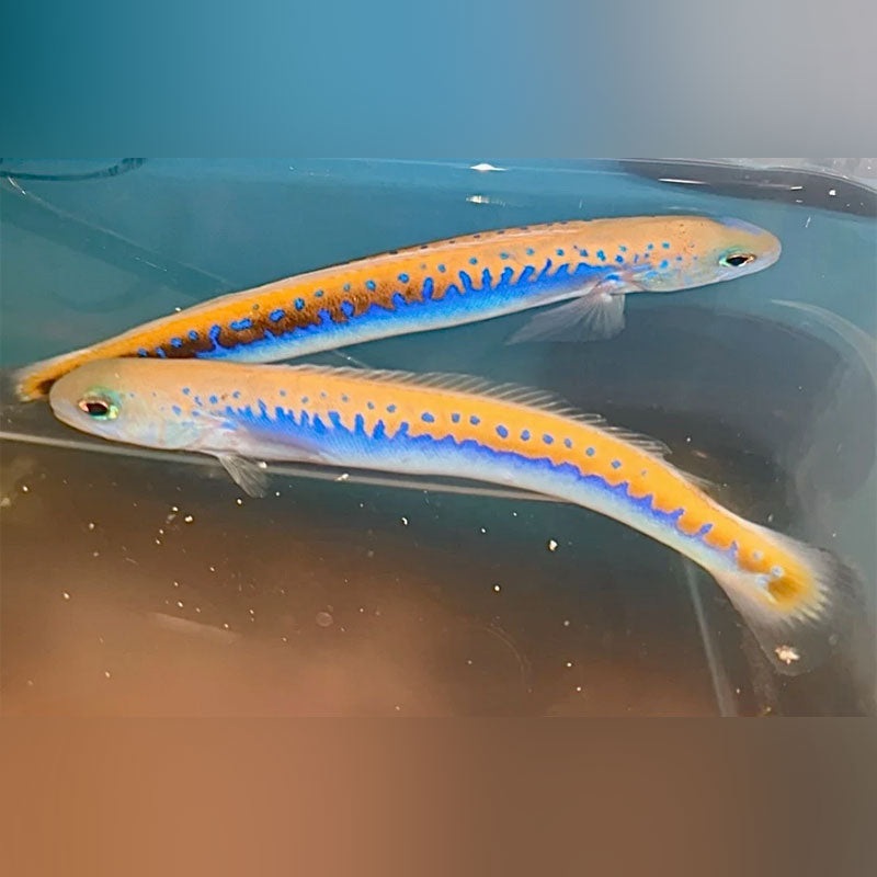 Oreni Tilefish Goby