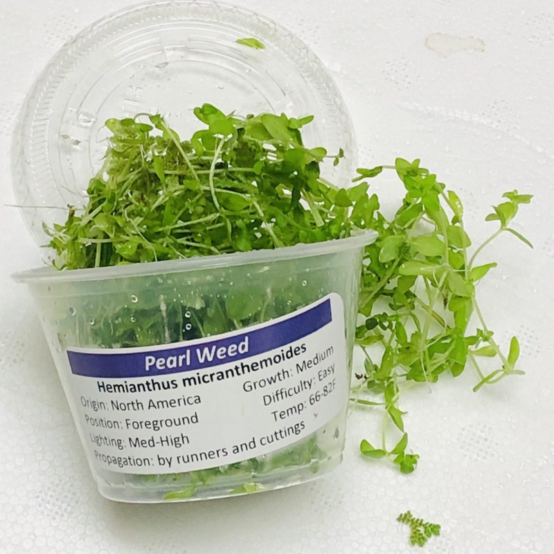Pearl Weed