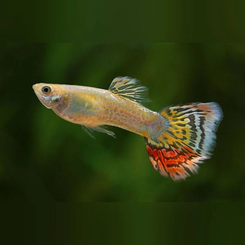 Pineapple Guppy (Pair)