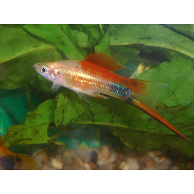 Pineapple Mickey Mouse Swordtail