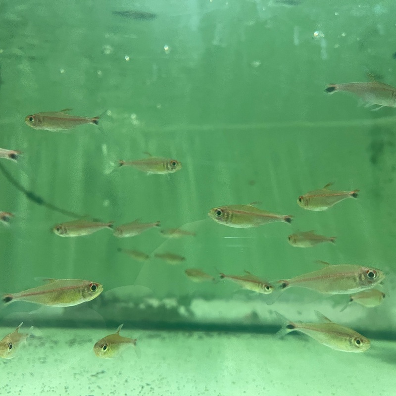 Redline Tetra