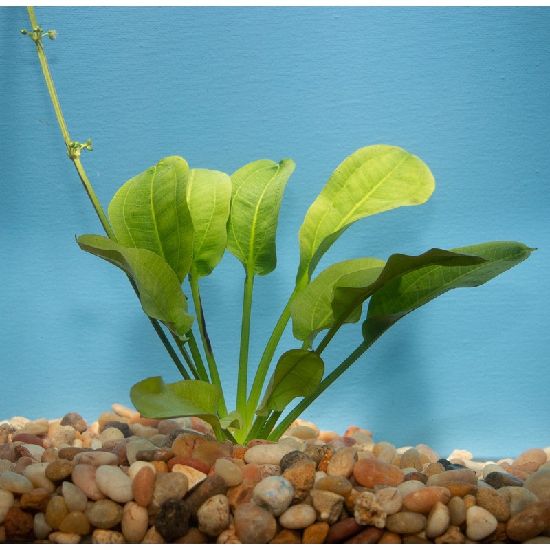 Rosette Sword Plant