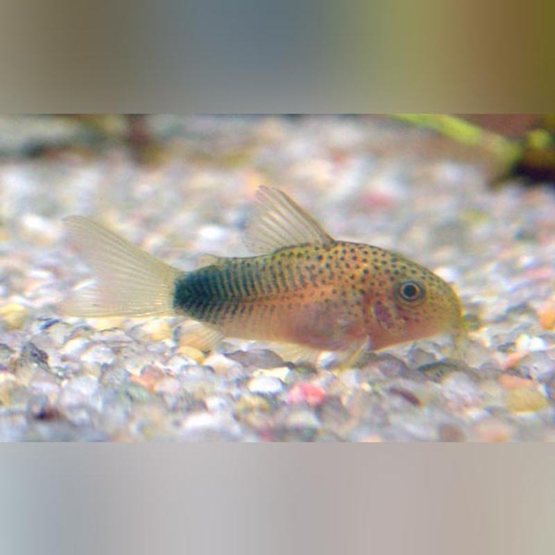 Smudge Pot Cory