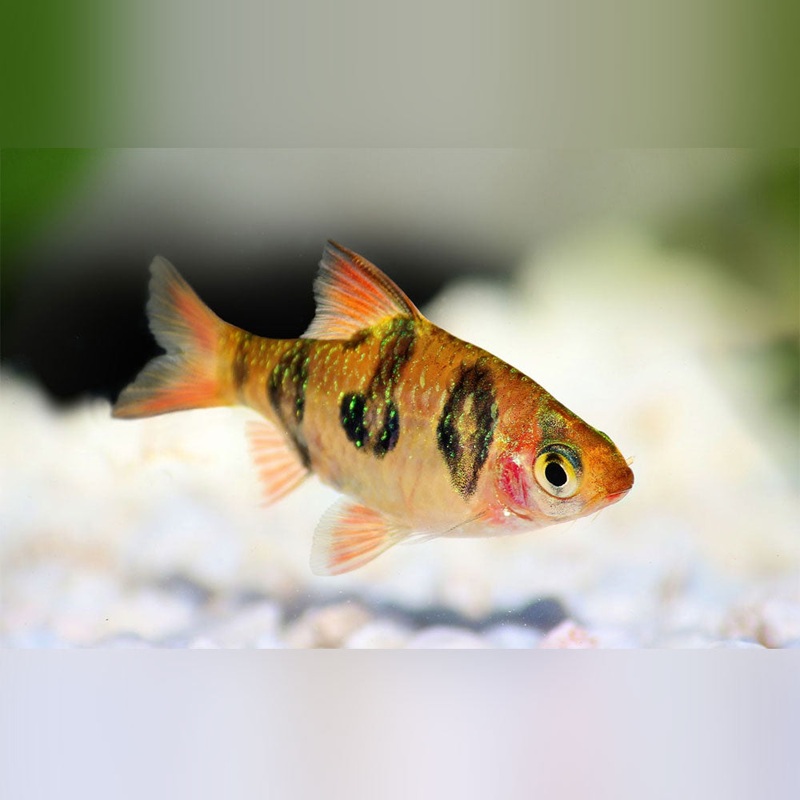 Snakeskin Barb