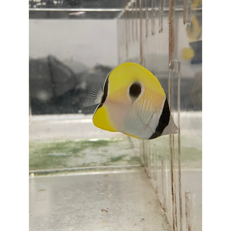 TearDrop Butterflyfish