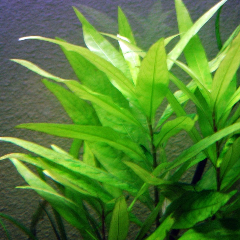 Temple Plant