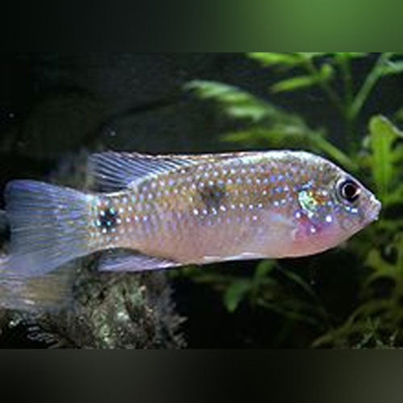 Thomasi Dwarf Cichlid